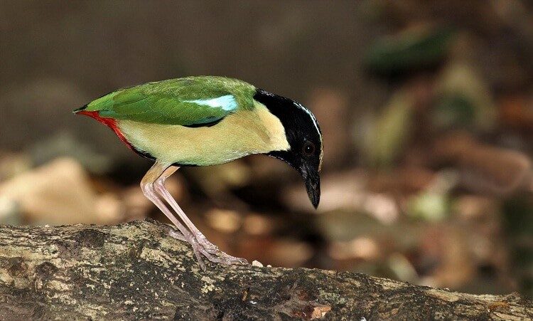 mengetahui-ciri-khas-burung-paok-laus-pitta-elegans-dan-habitatnya-6007190