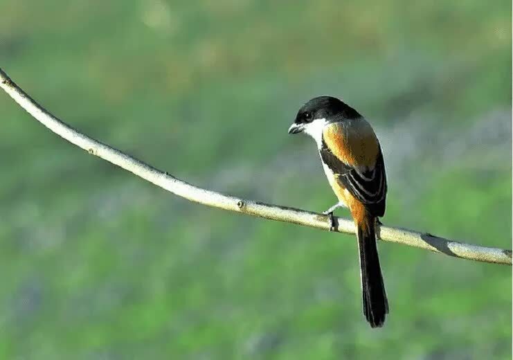 mengetahui-kelebihan-cendet-gondrong-kepala-blangkon-5987886