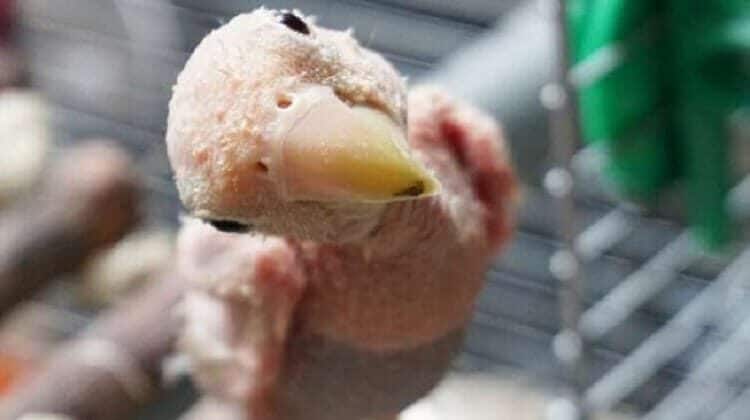 mengetahui-khasiat-lidah-buaya-untuk-lovebird-botak-7481754