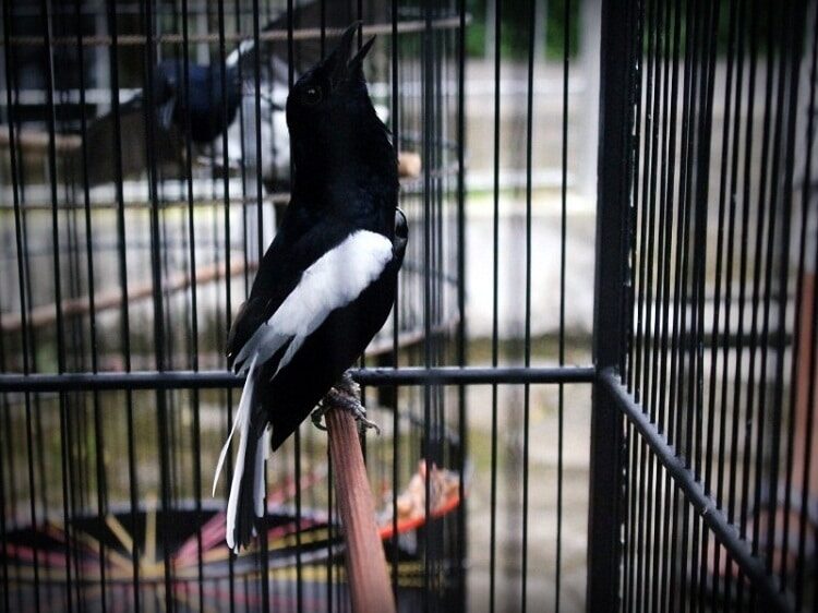 mengetahui-manfaat-jahe-untuk-burung-kacer-dan-cara-pemberiannya-3428824