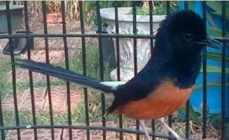 murai-batu-larwo-5709139