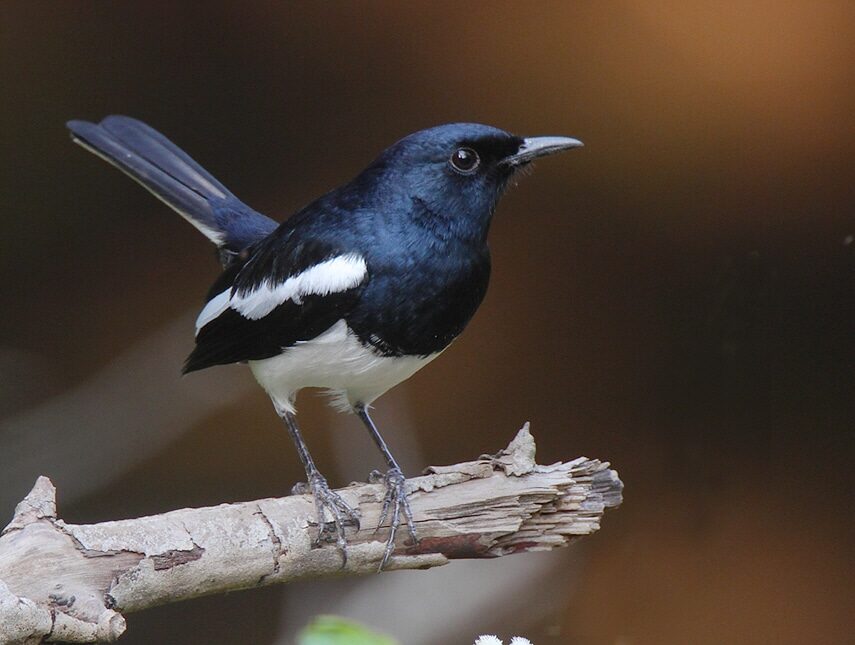 oriental-magpie-robin-2027061