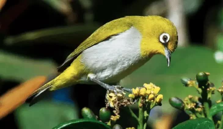 pakan-alami-burung-pleci-5763476