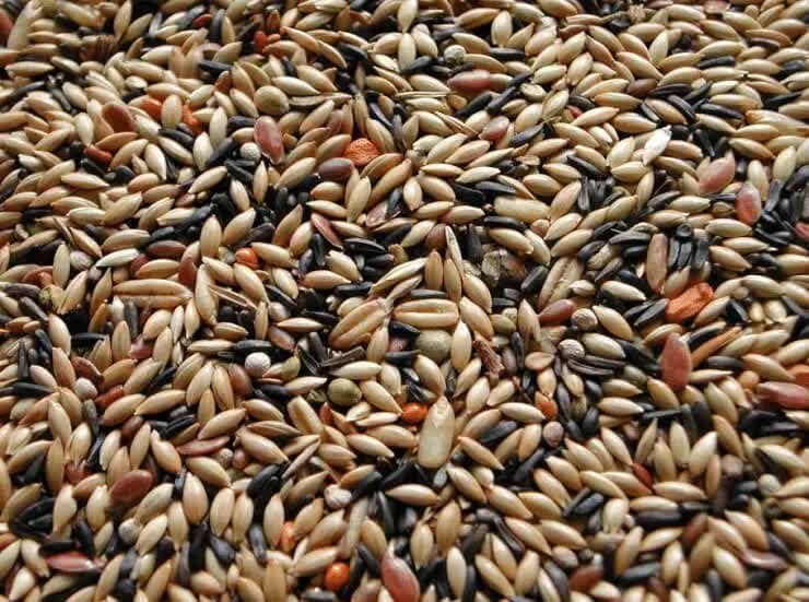 pakan-lovebird-untuk-lomba-malam-hari-4415332