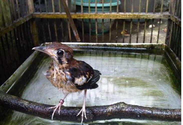 pemandian-anis-kembang-4973123