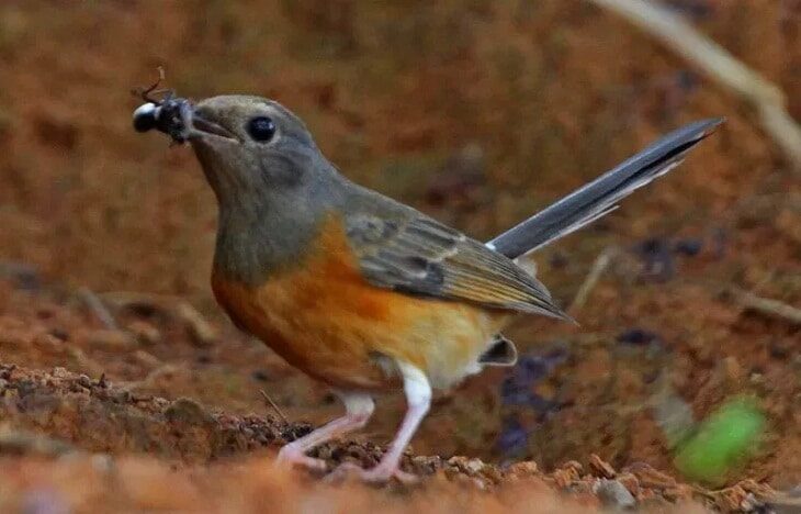 pemberian-pakan-burung-jaringan-8364973