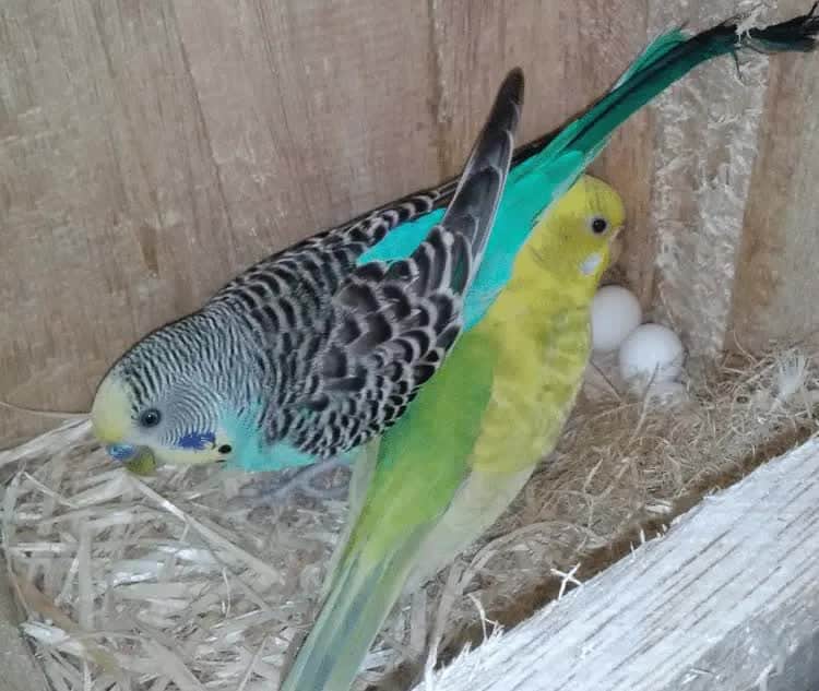 pemberian-tauge-agar-bertelur-3973848