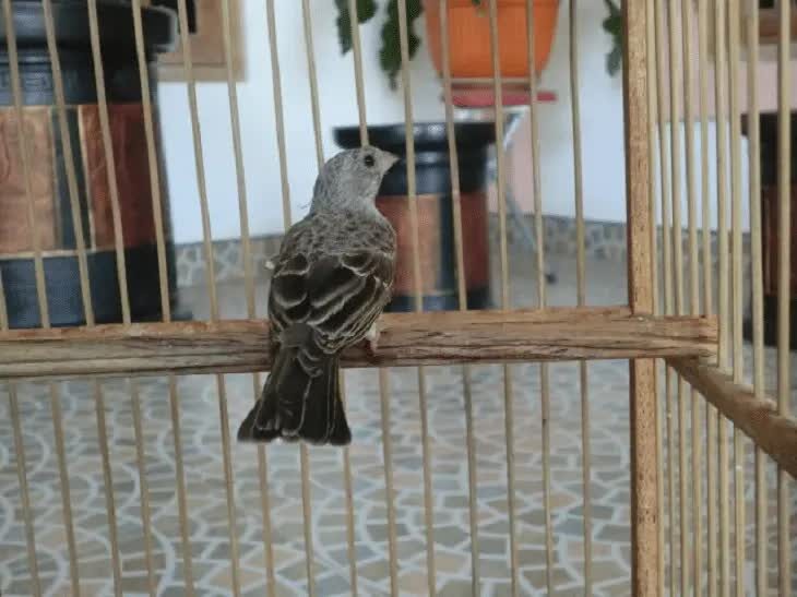 penangkaran-burung-edel-sanger-2134534