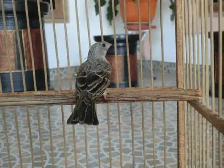 penangkaran-burung-edel-sanger-5866906