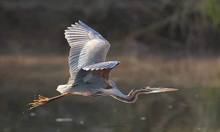 pengertian-luas-burung-blekok-sawah-dan-habitatnya-2984772