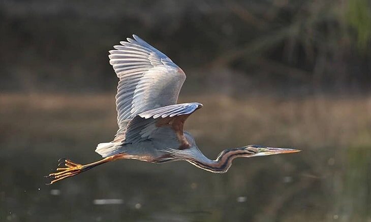 pengertian-luas-burung-blekok-sawah-dan-habitatnya-6437872