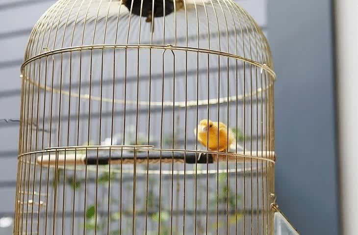 penggantangan-burung-kenari-4697745