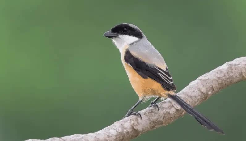 penyebab-burung-cendet-mengembangkan-bulu-4163956