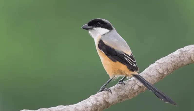 penyebab-burung-cendet-mengembangkan-bulu-8134947