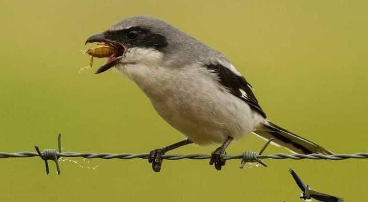 penyebab-burung-cendet-nyepah-jangkrik-utuh-dan-cara-mengatasi-5143142