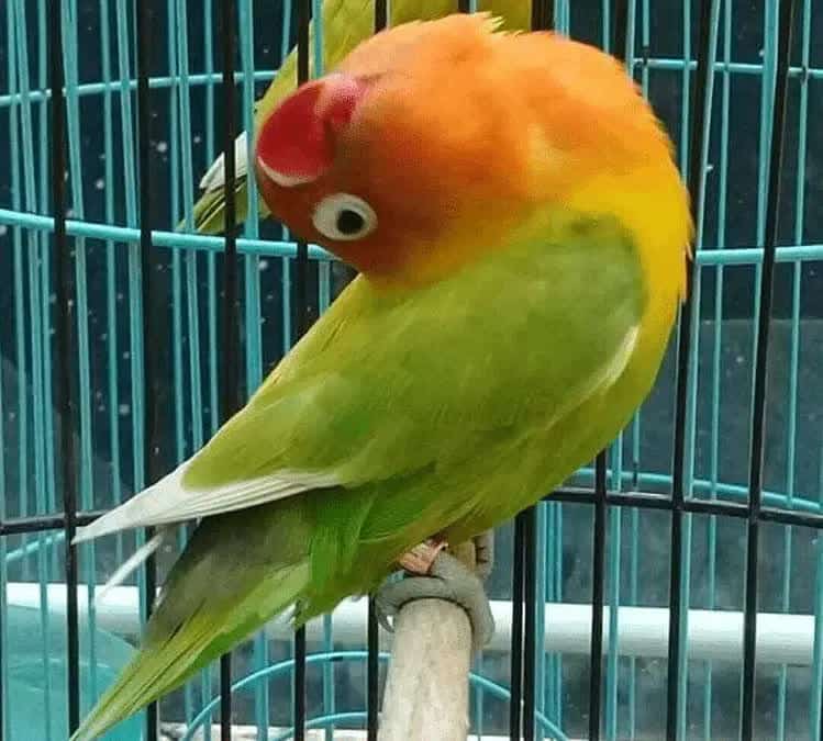 perawatan-harian-lovebird-paud-6621595