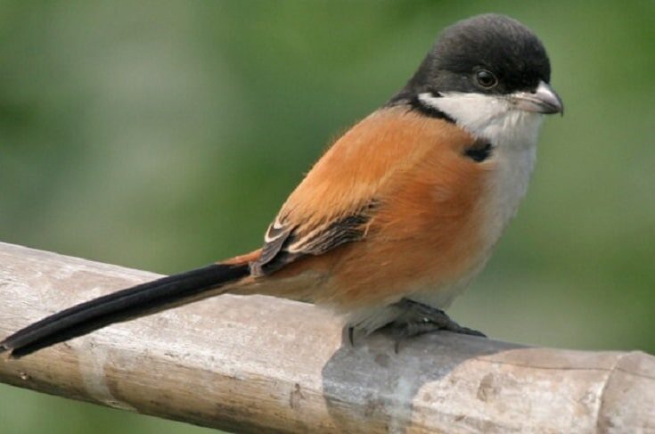 perbedaan-cendet-jawa-timur-dan-jawa-barat-2971227