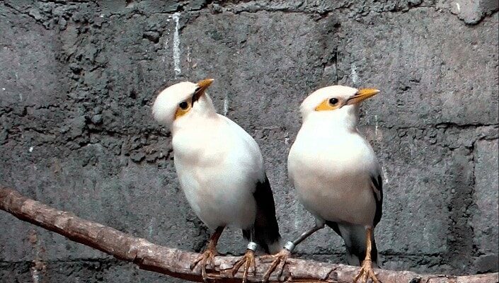 perbedaan-ciri-ciri-burung-jalak-pito-jantan-dan-betina-2947620