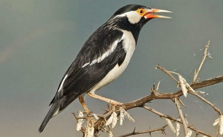 perbedaan-jenis-kelamin-jalak-suren-sumatera-5390712