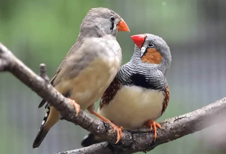 perbedaan-zebra-finch-jantan-dan-betina-7781279