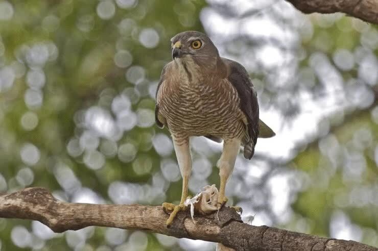 perilaku-burung-alap-alap-besra-8888607