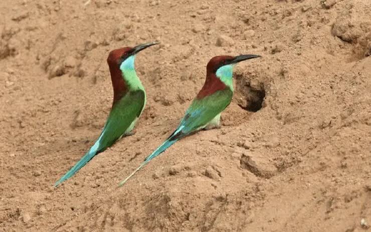 perilaku-burung-kirik-kirik-1012583