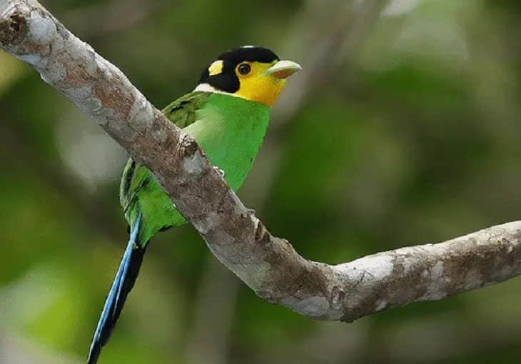 perilaku-burung-madi-injap-5569057