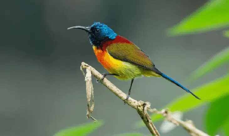 perilaku-burung-madu-sangihe-8384821