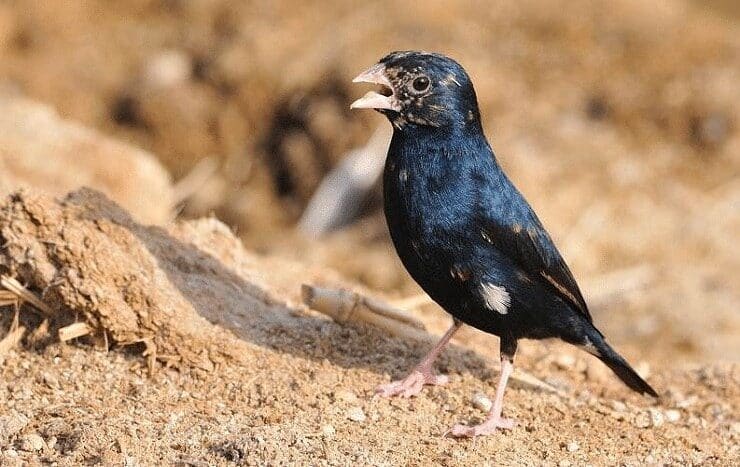 perilaku-burung-village-indigo-finch-dengan-suara-merdu-2540270