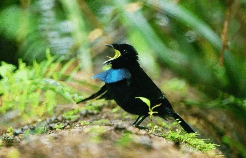 perilaku-cenderawasih-vogelkop-4698143