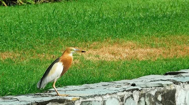 persebaran-burung-blekok-sawah-3004062