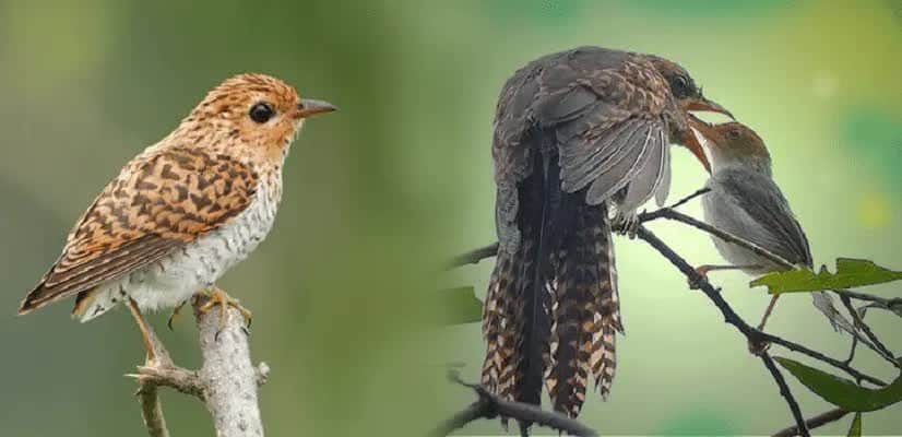 pola-hidup-burung-emprit-gantil-yang-tingkahnya-paling-licik-2618882