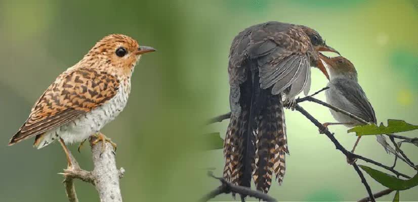 pola-hidup-burung-emprit-gantil-yang-tingkahnya-paling-licik-5781324