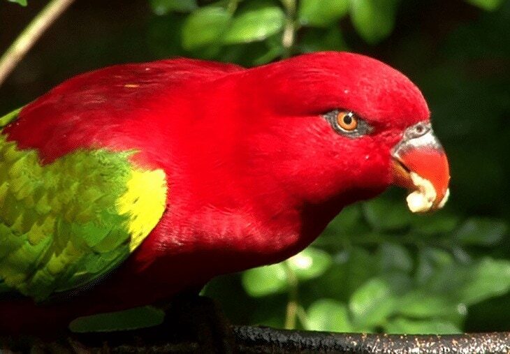 populasi-burung-kasturi-ternate-5805160