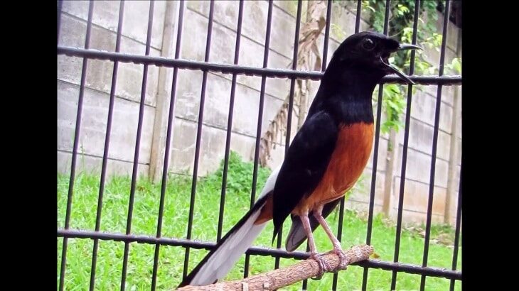 ramuan-tradisional-untuk-murai-agar-gacor-tanpa-efek-samping-2460548