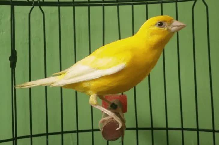 spanish-raza-3364030