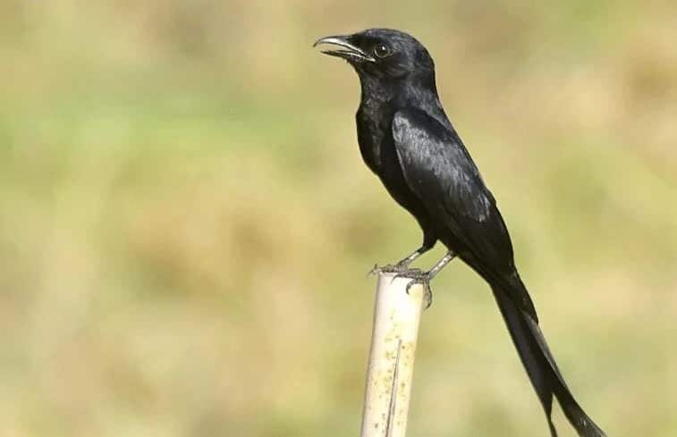 srigunting-bukit-6940506