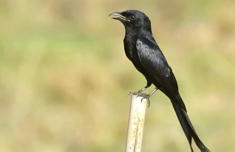 srigunting-bukit-9717630