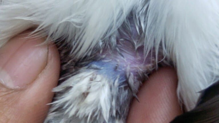 tanda-biru-jalak-suren-jantan-6748963