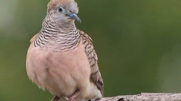 teknik-mengobati-perkutut-cacingan-dengan-obat-cacing-manusia-3377326