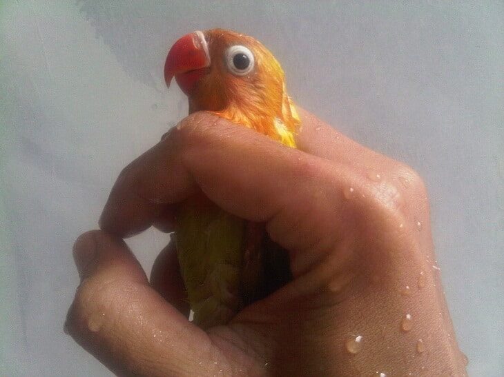 terapi-mandi-basah-kuyup-lovebird-1355901