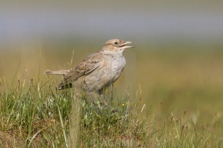 tibetan-lark-melanocorypha-maxima-3687073