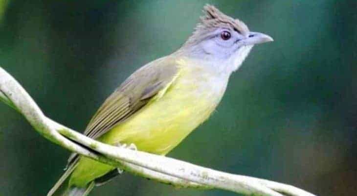 tips-cara-merawat-burung-cucak-jenggot-supaya-gacor-6322512