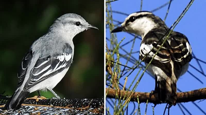 tips-merawat-burung-jalak-kapas-jantan-dan-betina-6595813