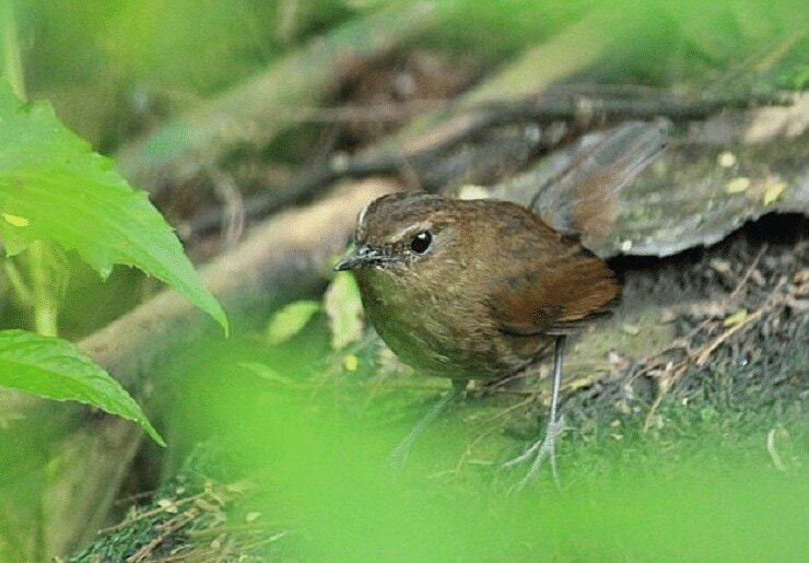 tips-perawatan-burung-cingcoang-bakalan-agar-gacor-4354556