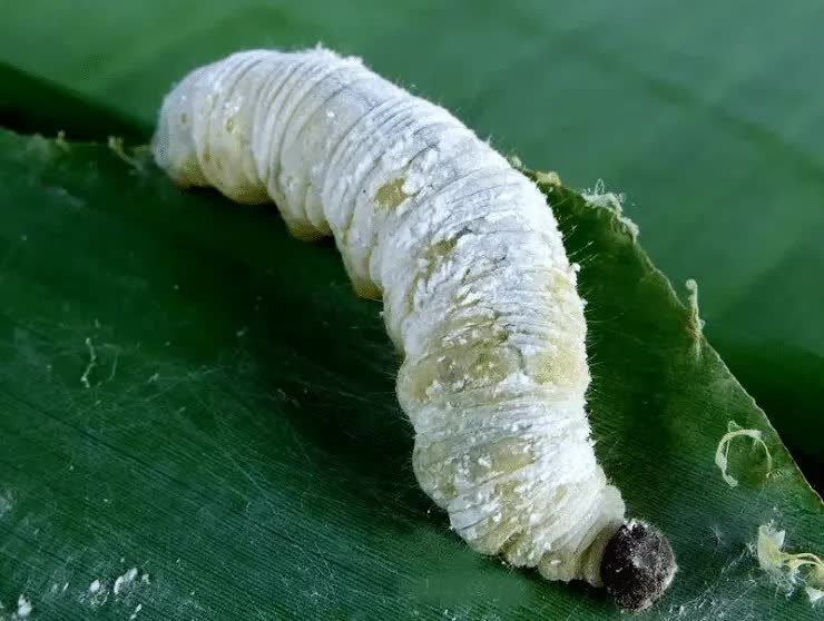 ulat-daun-pisang-7958775