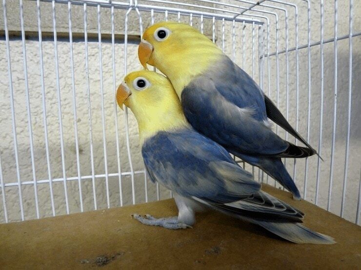 variasi-warna-lovebird-9791570