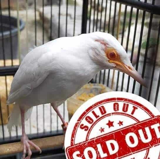 jalak-suren-albino-7930167