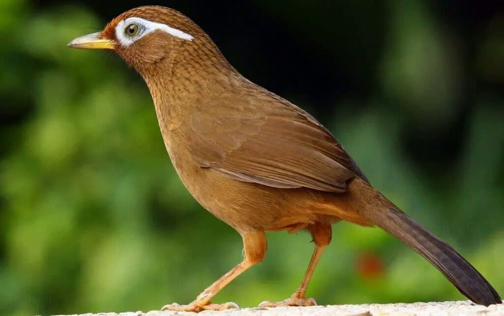 rabu-1024x642-2431883-5065720