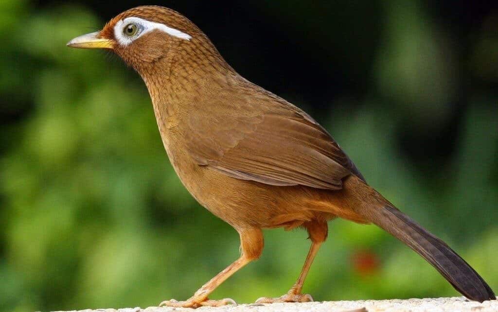 rabu-1024x642-6858224